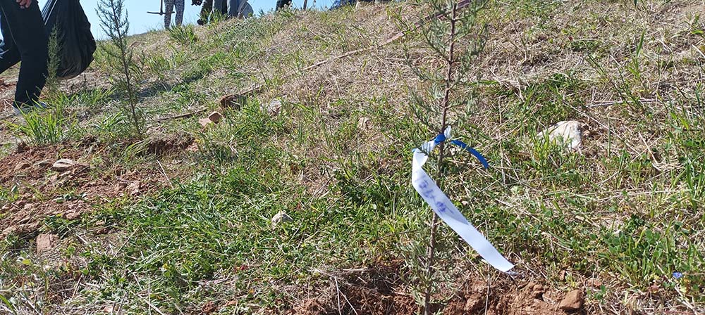 Δήμος Παιανίας: Επιπλέον 500 νέα δέντρα στην παλαιά χωματερή με την στήριξη της ΚΑΥΚΑΣ